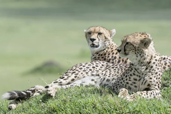 Két Gepárd Acinonix Jubatus Fekvő Dombon Szavanna Masai Mara Kenya — Stock Fotó