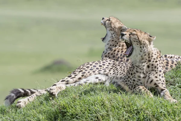 Két Gepárd Acinonix Jubatus Fekszik Hegyen Szavanna Yawning Masai Mara — Stock Fotó