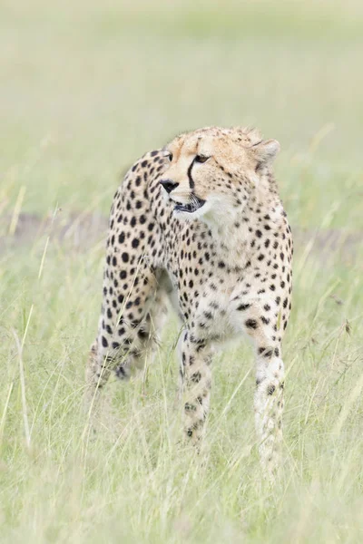 Cheetah Acinonix Jubatus Caminando Sobre Sabana Masai Mara Kenia —  Fotos de Stock