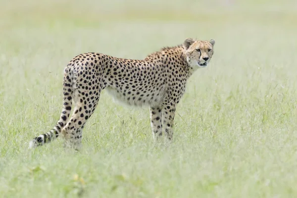 Cheetah Acinonix Jubatus Állva Savanna Nézett Kamera Masai Mara Kenya — Stock Fotó
