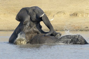 Afrika Filleri (Loxodonta africana), suda oynamak, Kruger Ulusal Parkı, Güney Afrika