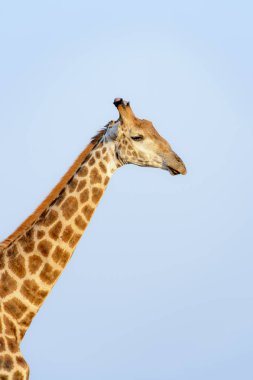 Zürafa (Zürafa camelopardalis) portresi, Kruger Ulusal Parkı, Güney Afrika