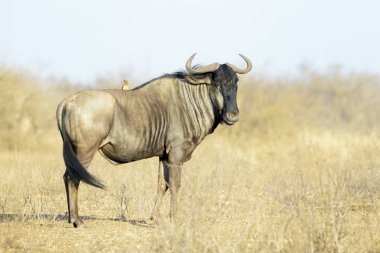 Mavi antilop (Connochaetes taurinus) Kırmızı gagalı Oxpecker (Buphagus erythrorhynchus), Kruger Ulusal Parkı, Güney Afrika ile savana üzerinde duruyor.