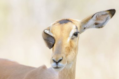 Impala (Aepyceros melampus) kanat çırpan kulaklı portresi, Kruger Ulusal Parkı, Güney Afrika