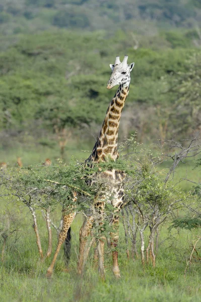 マサアイキリン キリンカメロパルダリスティッペルスキルキ 茂みの中に立ってカメラを見て アカゲラ国立公園 ルワンダ アフリカ — ストック写真