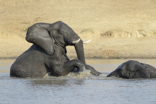 African Elephants (Loxodonta africana), playing in the water, Kruger National Park, South Africa