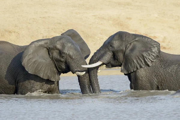 Éléphants Afrique Loxodonta Africana Jouant Dans Eau Parc National Kruger — Photo