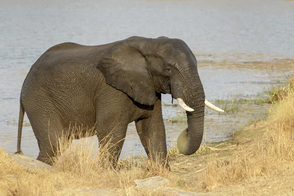 Afrikansk Elefant Loxodonta Africana Går Riverbank Kruger National Park Sydafrika — Stockfoto