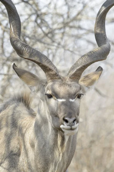 Mand Større Kudu Tragelaphus Strepsiceros Kruger National Park Sydafrika - Stock-foto