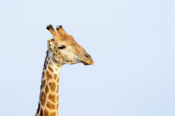 Zürafa Zürafa Camelopardalis Portresi Kruger Ulusal Parkı Güney Afrika — Stok fotoğraf