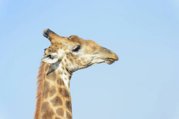Retrato Jirafa Giraffa Camelopardalis Parque Nacional Kruger Mpumalanga Sudáfrica — Foto de Stock