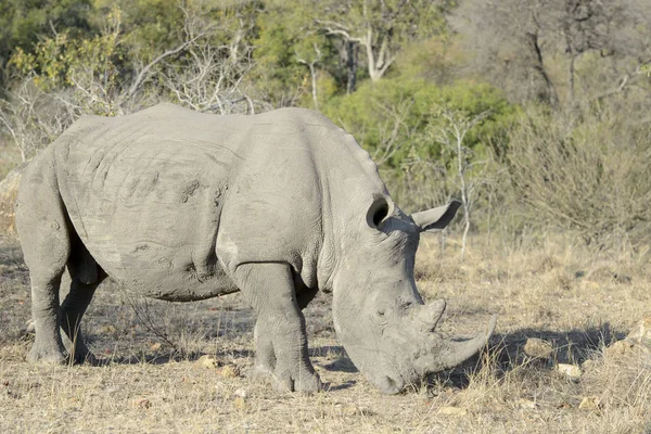 White Rhino Ceratotherium Simum Grazing Close Kruger National Park South — Stock Photo, Image