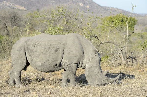 Rinoceronte Branco Ceratotherium Simum Pastando Perto Kruger National Park África — Fotografia de Stock