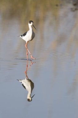 Su yansıma, Ranthambore Milli Parkı, Rajasthan, Hindistan ile yürüyüş Uzunbacak (Himantopus himantopus) siyah kanatlı.