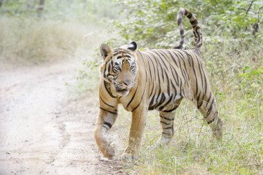 Ormanda yürüyen Bengal kaplanı (Panthera tigris tigris), Ranthambhore Ulusal Parkı, Rajasthan, Hindistan.