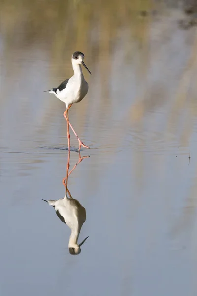 Zancada Alada Negra Himantopus Himantopus Caminando Agua Con Reflexión Parque —  Fotos de Stock