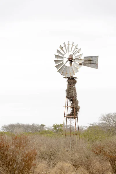 Windmill Nest Kruger National Park South Africa — Stock Photo, Image