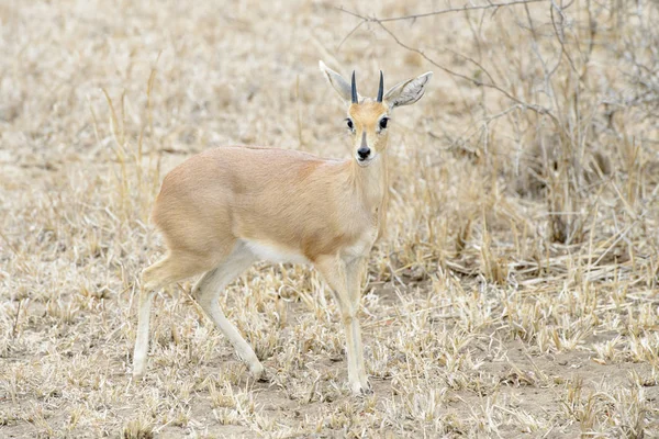 Steenbok Raphicerus Campestris Männliche Bestände Buschland Kruger Nationalpark Südafrika1 — Stockfoto