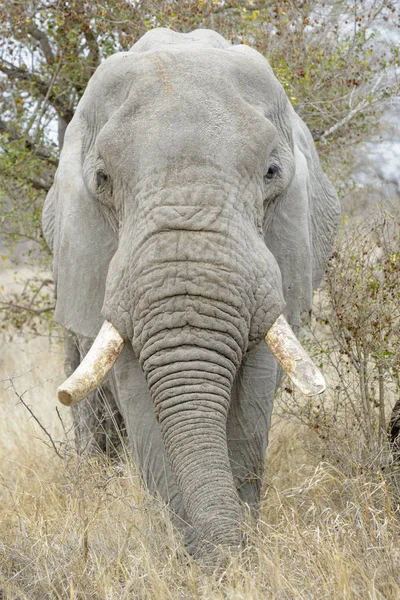 African Elephant Loxodonta Africana Feeding Bull Kruger National Park South — Stock Photo, Image