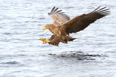Beyaz kuyruklu Deniz Kartalı (Haliaeetus albicilla) Norveç 'te balık yakalıyor