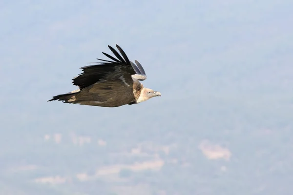 Griffon Vulture Gyps Fulvus Flying Monfrague National Park Extremadura Spanje — Stockfoto