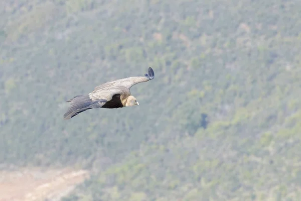 Griffon Vulture Gyps Fulvus Flying Monfrague National Park Extremadura Espanha — Fotografia de Stock