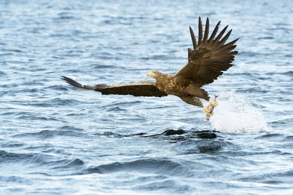 White Tailed Sea Eagle Haliaeetus Albicilla Catching Fish Norway — Stock Photo, Image
