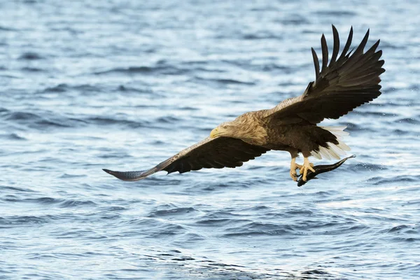 Білохвостий Морський Орел Haliaeetus Albicilla Ловить Рибу Норвегія — стокове фото