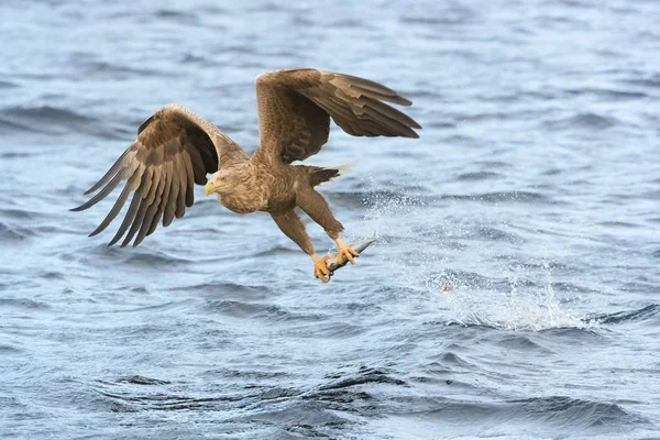 Águila Marina Cola Blanca Haliaeetus Albicilla Captura Peces Noruega — Foto de Stock