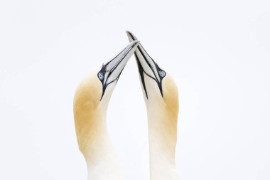 Kuzey Gannet (Morus bassanus) Yetişkin çifti, görüntüleniyor, büyük Saltee, Saltee Islands, Irlanda