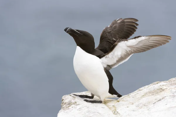 Razorbill Alca Torda Adult Standing Rock Coastal Cliff Flapping Wings — Stock Photo, Image