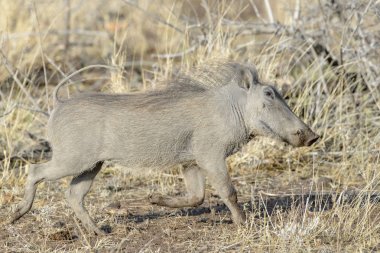 Warthog (Phacochoerus aethiopicus), Kruger Ulusal Parkı, Güney Afrika, Afrika
