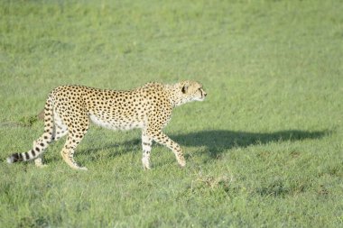 Çita (Acinonix jubatus) savana, Masai Mara, Kenya üzerinde yürüme