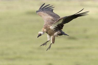 Ak sırtlı akbaba (Alçı africanus) uçan, Masai Mara, Kenya.