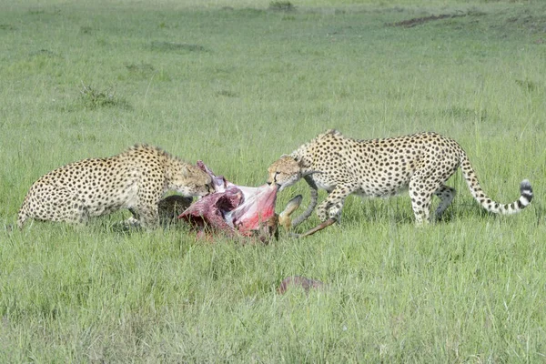 Cheetah Acinonix Jubatus Mãe Com Dois Jovens Com Impala Recém — Fotografia de Stock