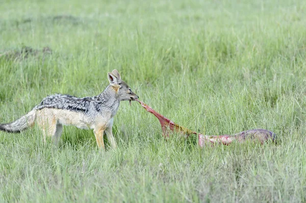 Black Backed Jackal Canis Mesomelas Eating Left Masai Mara Kenya — Stock Photo, Image