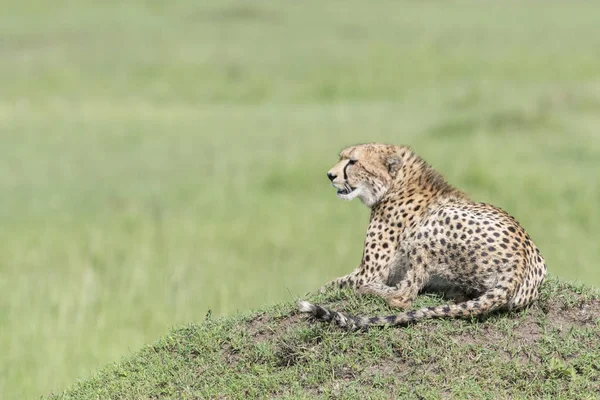 Cheetah Acinonix Jubatus Liggend Termiet Hill Masai Mara Kenia — Stockfoto