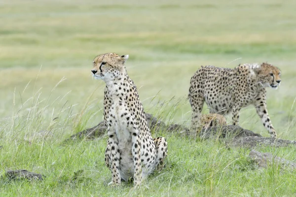 Cheetah Acinonix Jubatus Seduto Sulla Savana Con Ghepardo Che Cammina — Foto Stock