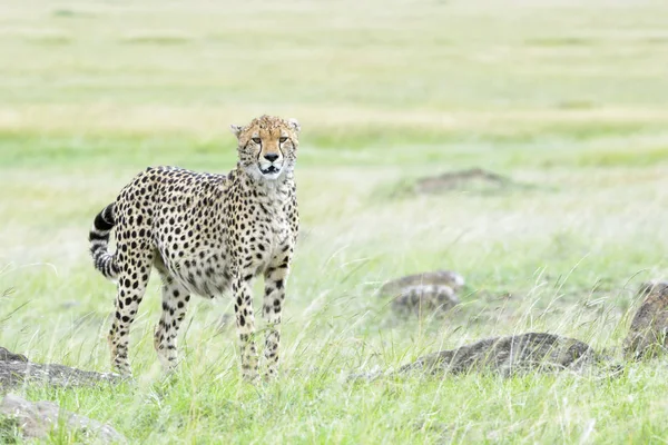 Gepard Acinonix Jubatus Stojí Savanně Dívá Kameru Masai Mara Keňa — Stock fotografie