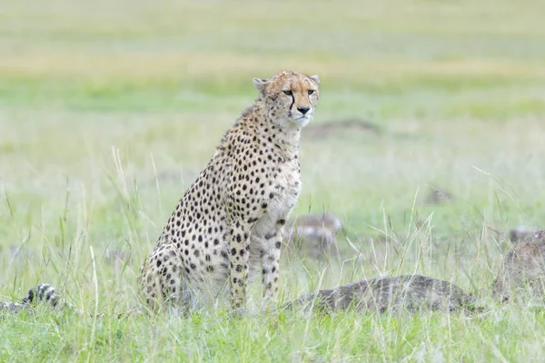 Cheetah Acinonix Jubatus Seduto Sulla Savana Masai Mara Kenya — Foto Stock