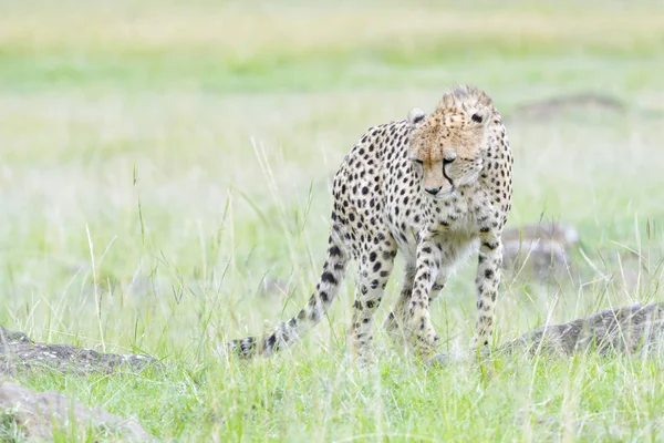 Cheetah Acinonix Jubatus Lopen Savanne Masai Mara Kenia — Stockfoto