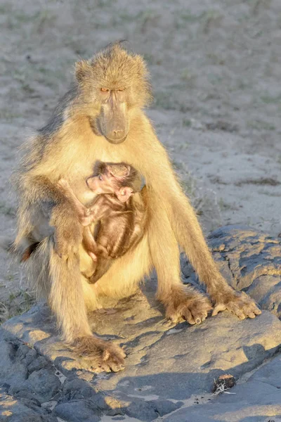 Chacma Babun Papio Ursinus Bebek Ile Kruger Ulusal Parkı Güney — Stok fotoğraf