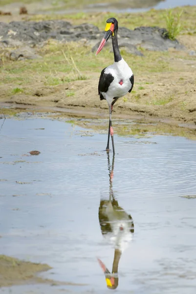 サドルビルコウノトリ エピピオリヒンチュスセネガルエンシス 反射と水の中を歩く 南アフリカ ムプマランガ クルーガー国立公園 — ストック写真