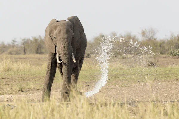 Afrikansk Elefant Loxodonta Africana Dricker Och Leker Med Vatten Kruger — Stockfoto