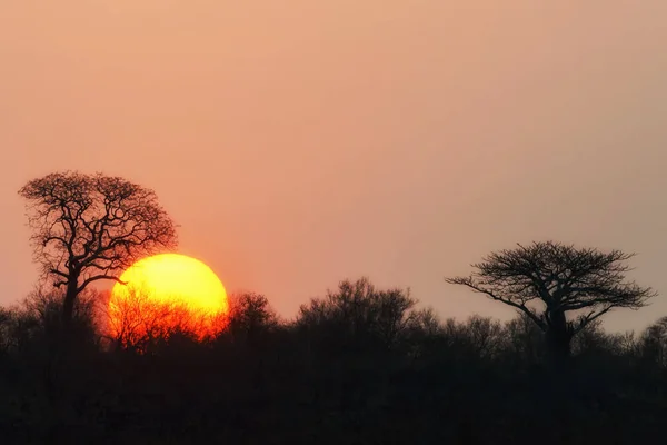 Zachód Słońca Kruger National Park Afryka Południowa — Zdjęcie stockowe