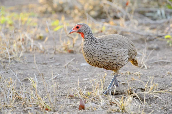 Pternistes Afer Parque Nacional Kruger África Sul Francolin Afer Pternistes — Fotografia de Stock