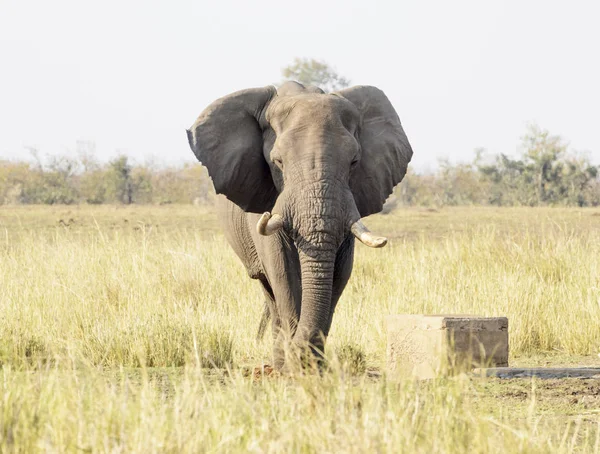 非洲大象 洛索多塔非洲 看着相机 克鲁格国家公园 — 图库照片