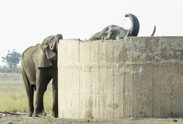Африканский Слон Loxodonta Africana Два Пить Водоснабжения Национальный Парк Крюгер — стоковое фото