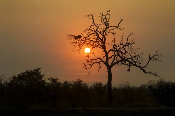 Pôr Sol Parque Nacional Kruger África Sul — Fotografia de Stock