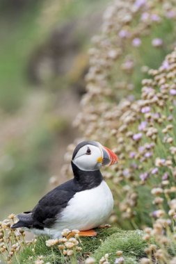 Atlantik Puffin (Fratercula arctica) yetişkin, çiçekli deniz Thrift arasında duran (Armeria maritima), Büyük Saltee, Saltee Adaları, İrlanda.